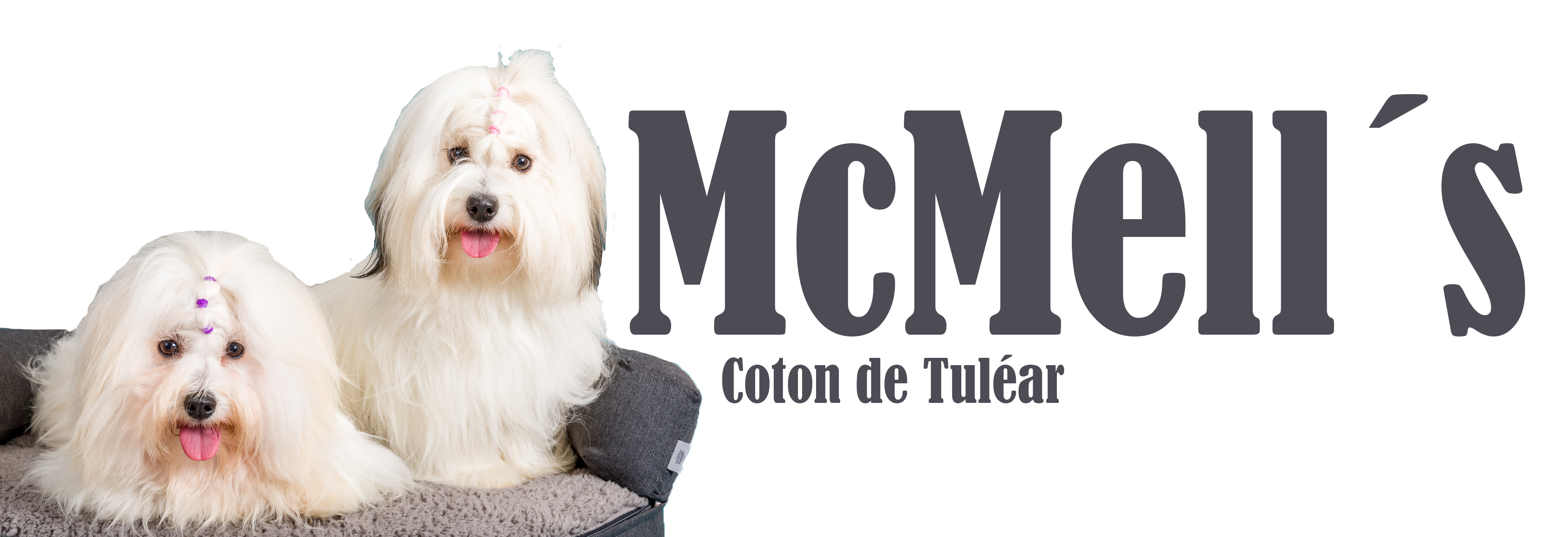 McMells Coton de Tulear